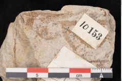 Foto (Objekt + Etikett) von Cinnamomum intermedium Ettingshausen (NHMW-GEO-2024-0188-10153)